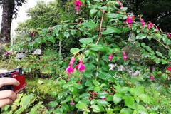 Fuchsia magellanica